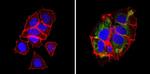 BAP31 Antibody in Immunocytochemistry (ICC/IF)