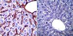 GRP94 Antibody in Immunohistochemistry (Paraffin) (IHC (P))