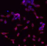 GRP94 Antibody in Immunocytochemistry (ICC/IF)