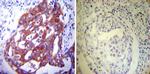 PDI Antibody in Immunohistochemistry (Paraffin) (IHC (P))