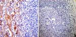 PDI Antibody in Immunohistochemistry (Paraffin) (IHC (P))