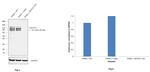 NFATC1 Antibody