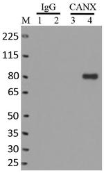 Calnexin Monoclonal Antibody (AF18) (MA3-027)