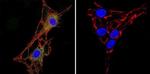 Acetylcholinesterase Antibody in Immunocytochemistry (ICC/IF)