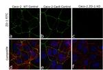 ZO-1 Antibody