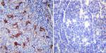 SERCA2 ATPase Antibody in Immunohistochemistry (Paraffin) (IHC (P))