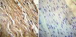 Calsequestrin Antibody in Immunohistochemistry (Paraffin) (IHC (P))