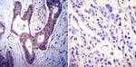 PMCA ATPase Antibody in Immunohistochemistry (Paraffin) (IHC (P))