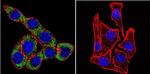 ATP1A3 Antibody in Immunocytochemistry (ICC/IF)