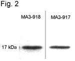 Calmodulin Antibody in Western Blot (WB)