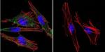 Calmodulin Antibody in Immunocytochemistry (ICC/IF)