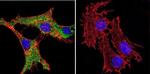 Calmodulin Antibody in Immunocytochemistry (ICC/IF)