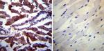 Calpastatin Antibody in Immunohistochemistry (Paraffin) (IHC (P))