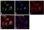 BAP31 Antibody in Immunocytochemistry (ICC/IF)