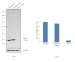 BAP31 Antibody in Western Blot (WB)