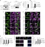 PDI Antibody in Immunocytochemistry (ICC/IF)