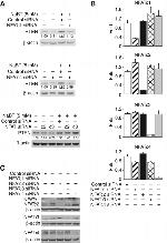 NFATC4 Antibody in Western Blot (WB)