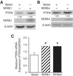 NFATC4 Antibody in Western Blot (WB)