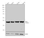 NPM1 Antibody in Western Blot (WB)