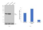 NPM1 Antibody in Western Blot (WB)