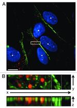 CD31 Antibody in Immunocytochemistry (ICC/IF)