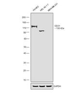 CD31 Antibody in Western Blot (WB)