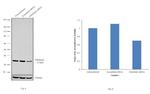 Fibrillarin Antibody