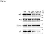 p23 Antibody in Western Blot (WB)