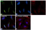 p23 Antibody in Immunocytochemistry (ICC/IF)