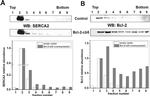 SERCA2 ATPase Antibody in Western Blot (WB)