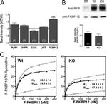 Triadin Antibody in Western Blot (WB)