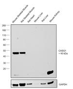 Calsequestrin Antibody in Western Blot (WB)