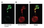 PMCA ATPase Antibody in Immunocytochemistry (ICC/IF)