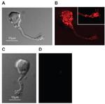 PMCA ATPase Antibody in Immunocytochemistry (ICC/IF)