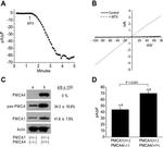 PMCA ATPase Antibody in Western Blot (WB)