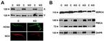 PMCA ATPase Antibody in Western Blot (WB)