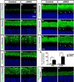 ATP1A3 Antibody in Immunohistochemistry (IHC)