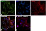 ATP1A3 Antibody in Immunocytochemistry (ICC/IF)