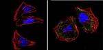 RASA1 Antibody in Immunocytochemistry (ICC/IF)