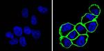 CD44 Antibody in Immunocytochemistry (ICC/IF)