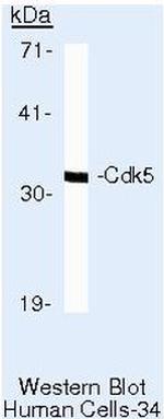 CDK5 Antibody in Western Blot (WB)