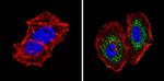 Survivin Antibody in Immunocytochemistry (ICC/IF)