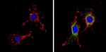 Survivin Antibody in Immunocytochemistry (ICC/IF)