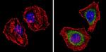 Survivin Antibody in Immunocytochemistry (ICC/IF)