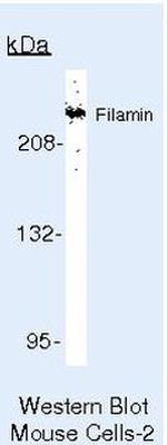 Filamin A Antibody in Western Blot (WB)