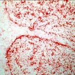 GGT1 Antibody in Immunohistochemistry (Frozen) (IHC (F))