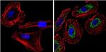 Cytochrome C Antibody in Immunocytochemistry (ICC/IF)