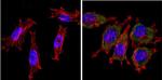 Cytochrome C Antibody in Immunocytochemistry (ICC/IF)