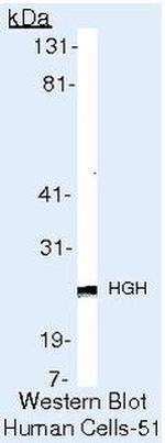 Growth Hormone Antibody in Western Blot (WB)