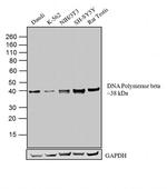 POLB Antibody in Western Blot (WB)